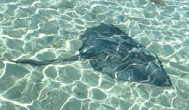 A stingray seen at Serenity Bay, the adult beach at Castaway Cay.