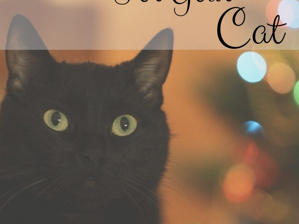 Christmas Gift Guide for Your Cat
